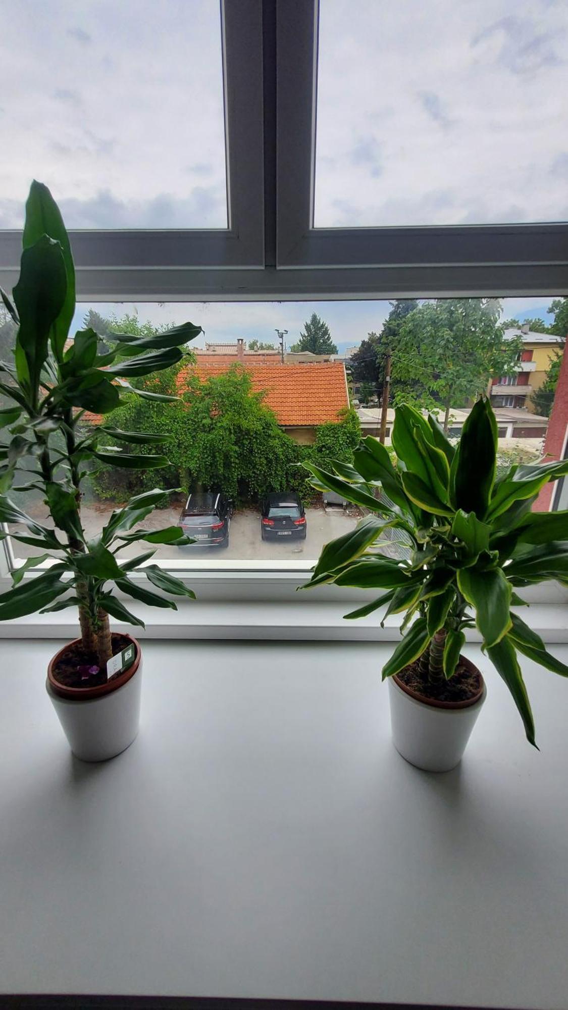 Apartmani Blue I Green 布戈伊诺 外观 照片